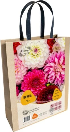 Baltus Cadeautas Flower My Life Dalhia Knol (Dahlia Specials) 3 Stuks