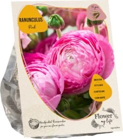 Baltus Flower My Life Ranonkel Knol (Ranunculus) Roze 15 Stuks