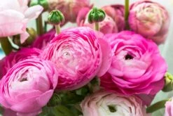 Baltus Flower My Life Ranonkel Knol (Ranunculus) Roze 15 Stuks -Elho || ESSCHERT DESIGN || Nature Winkel 8719664012824 3