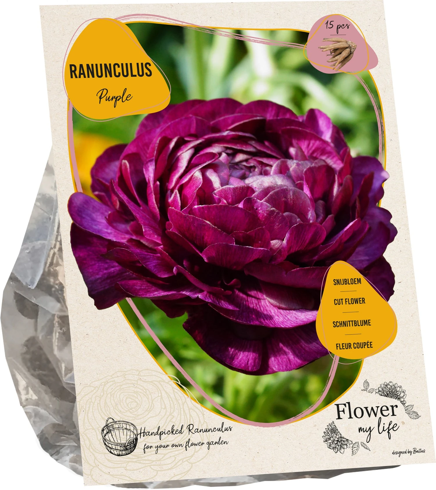Baltus Flower My Life Ranonkel Knol (Ranunculus) Paars 15 Stuks 1 Baltus Flower My Life Ranonkel Knol (Ranunculus) Paars 15 Stuks