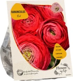 Baltus Flower My Life Ranonkel Knol (Ranunculus) Rood 15 Stuks