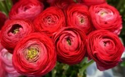 Baltus Flower My Life Ranonkel Knol (Ranunculus) Rood 15 Stuks -Elho || ESSCHERT DESIGN || Nature Winkel 8719664012855 3