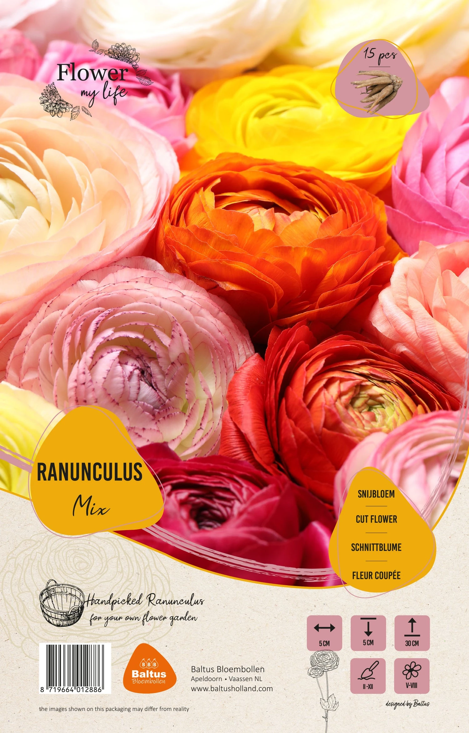 Baltus Cadeautas Flower My Life Ranonkel Knol (Ranunculus Specials) 15 Stuks 2 Baltus Cadeautas Flower My Life Ranonkel Knol (Ranunculus Specials) 15 Stuks - Afbeelding 2