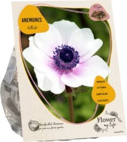 Baltus Flower My Life Anemoon Knol (Anemone) Wit 30 Stuks