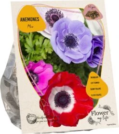 Baltus Flower My Life Anemoon Knol (Anemone) Gemengd 30 Stuks