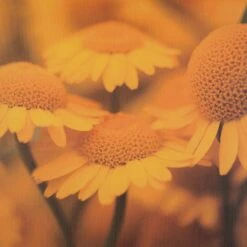 Intratuin Buitenschilderij Bloem Geel 50 X 50 Cm