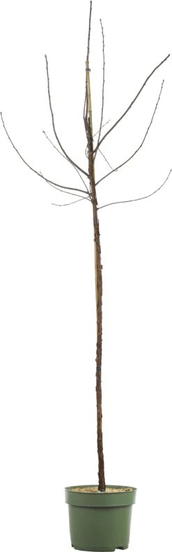 Zure Kers (Prunus Cerasifera 'Morel') D 26 H 150 Cm