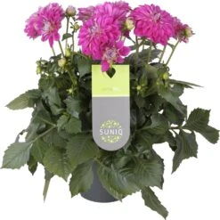 Dahlia (Dahlia 'Dalina Maxi Castillo') Paars D 23 H 50 Cm