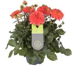 Dahlia (Dahlia 'Dalina Maxi Emilio') Oranje D 23 H 50 Cm