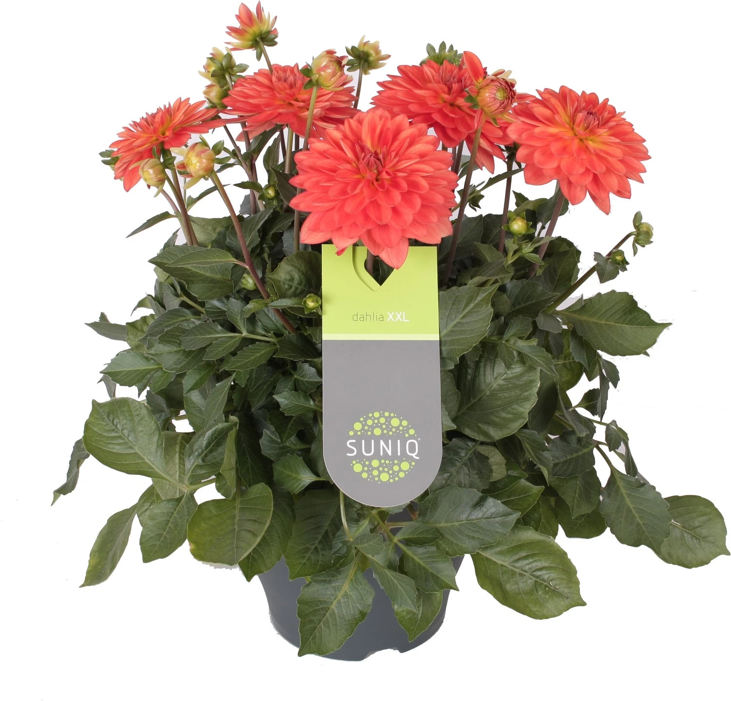 Dahlia (Dahlia 'Dalina Maxi Emilio') Oranje D 23 H 50 Cm 1 Dahlia (Dahlia 'Dalina Maxi Emilio') Oranje D 23 H 50 Cm