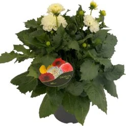 Dahlia (Dahlia 'Dalina Maxi Lopez') Wit D 23 H 50 Cm