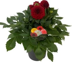 Dahlia (Dahlia 'Dalina Maxi Topia') Rood D 23 H 50 Cm