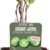 Intratuin Biologische Kiwibes (Actinidia Arguta 'Issai') D 23 H 100 Cm