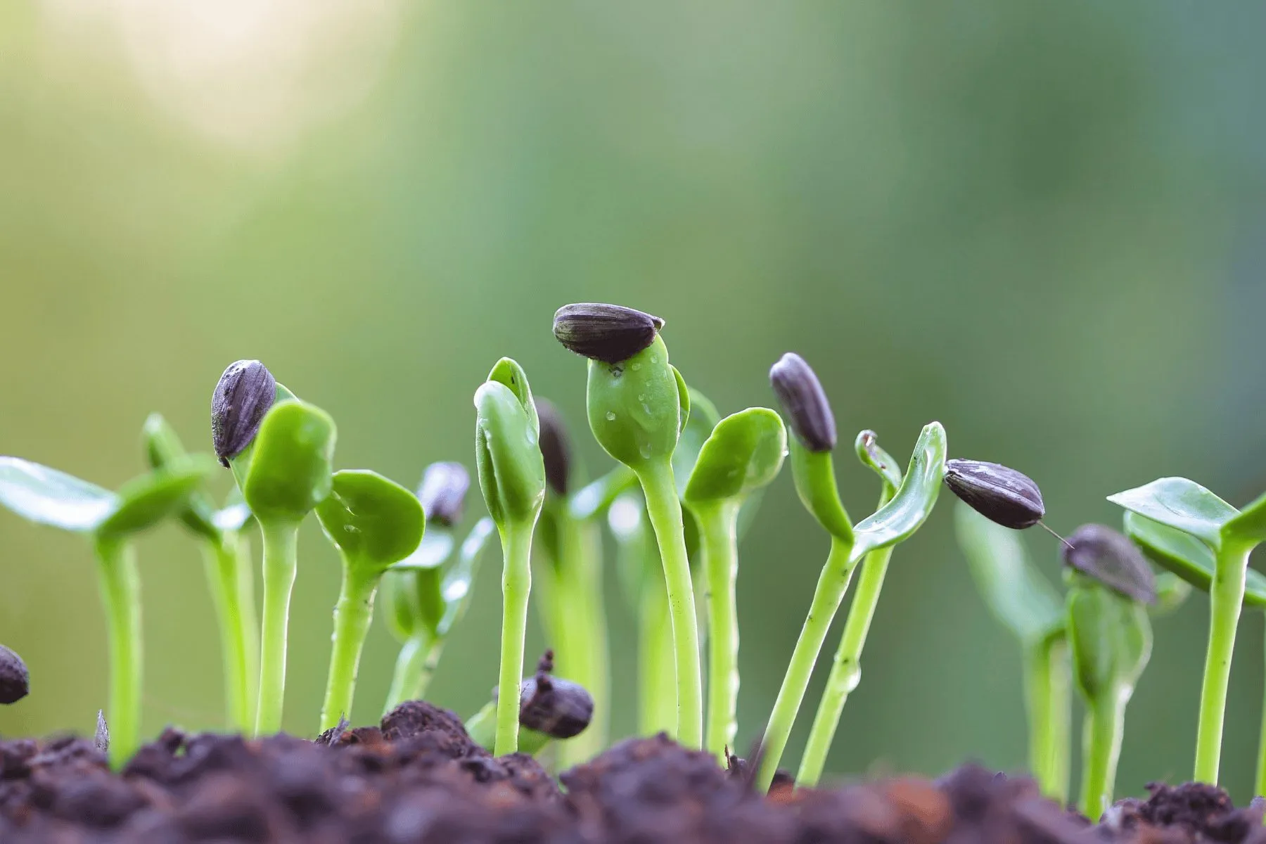 Elho || ESSCHERT DESIGN || Nature Winkel -Elho || ESSCHERT DESIGN || Nature Winkel Blog Post Featured Pic seed starting